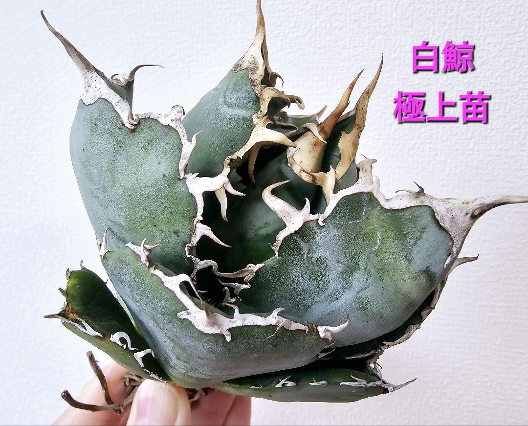 リクエスト