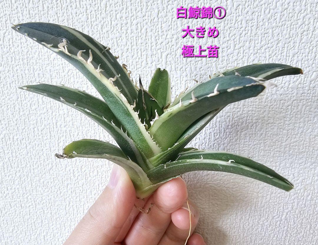 まとめ商品