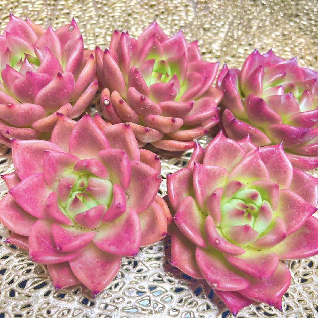 ♡韓国苗♡多肉植物♡美苗♡ロイヤルドラゴン♡カット苗植物/観葉植物