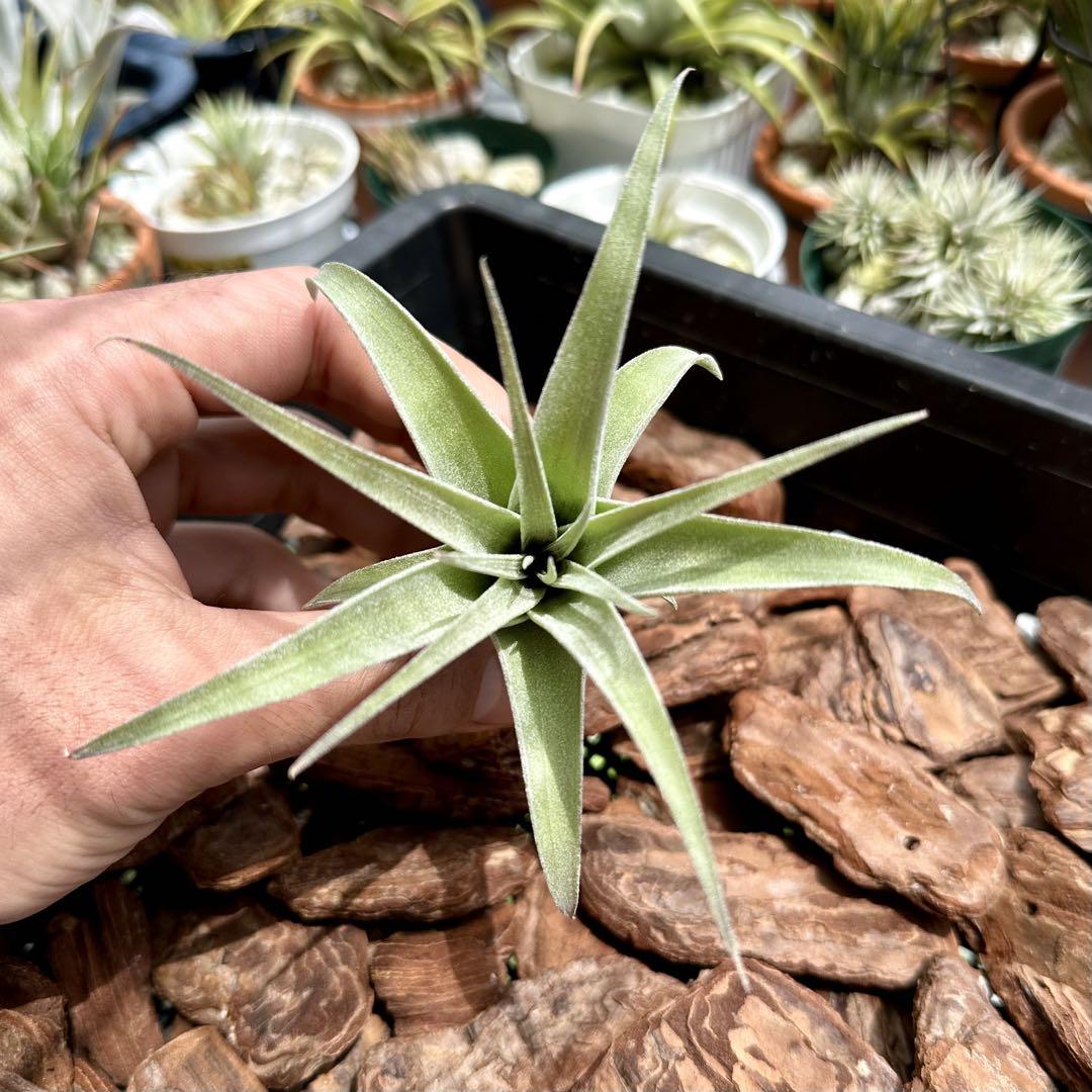 【ラスト1株】Tillandsia Curly Fatso