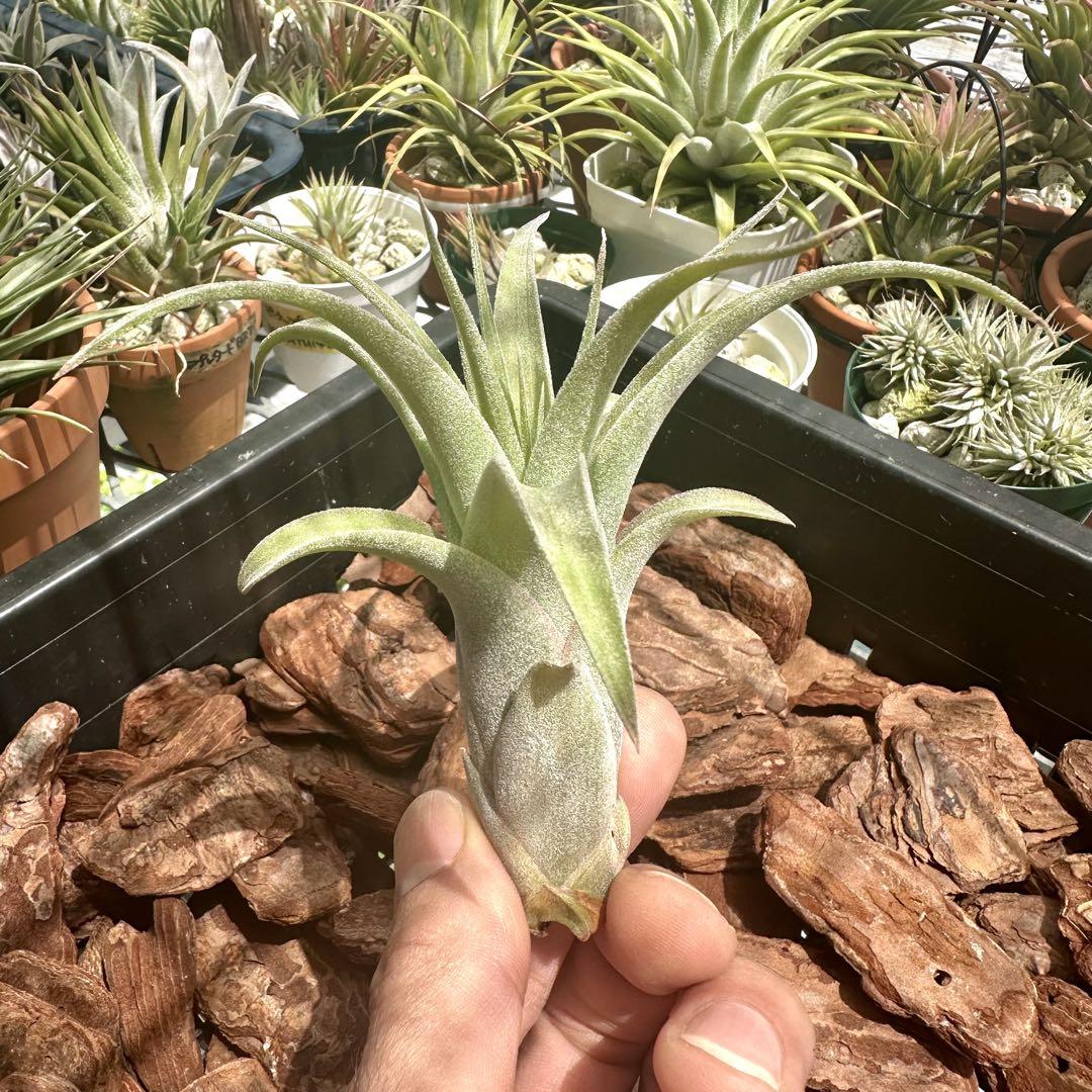【ラスト1株】Tillandsia Curly Fatso