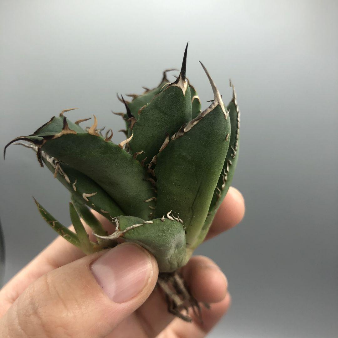 アガベ チタノタ 狂刺し 厚葉 極上仔株 丸葉白鯨 短葉 - 通販 - www