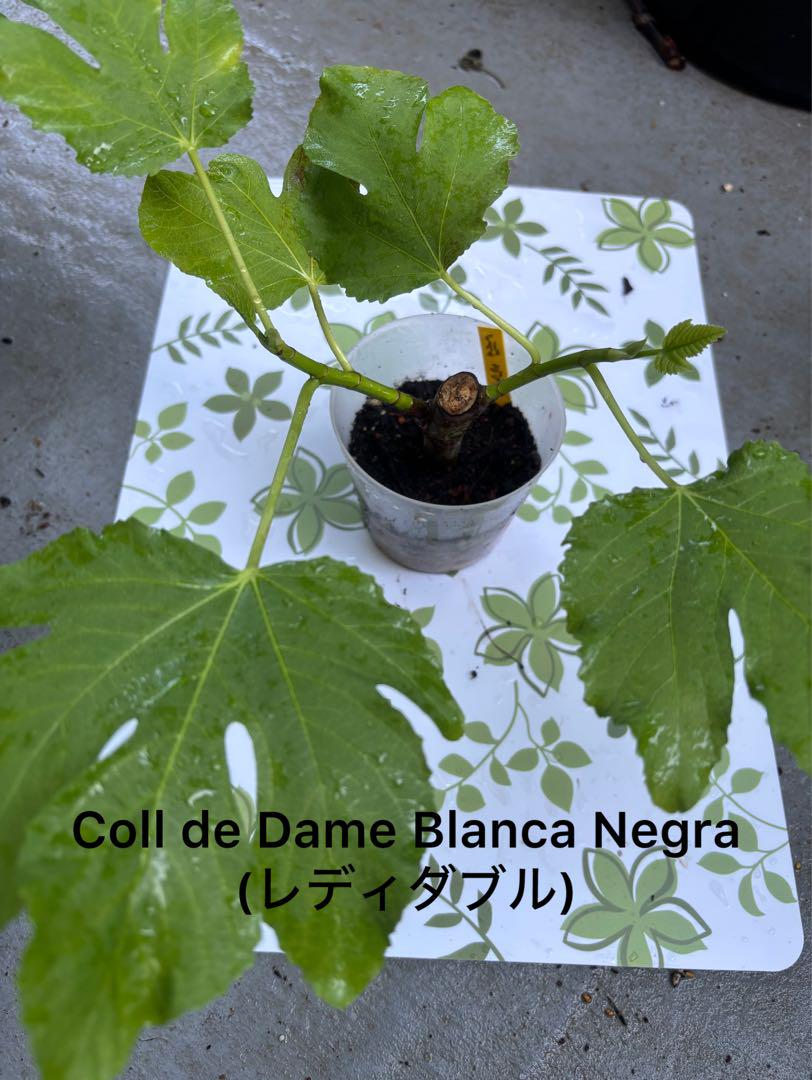 イチジクCol de Dama Blanc レディホワイト発根済 小苗 Col de Dama Blanc（レディホワイト）CdDDの特徴・味・耐寒性