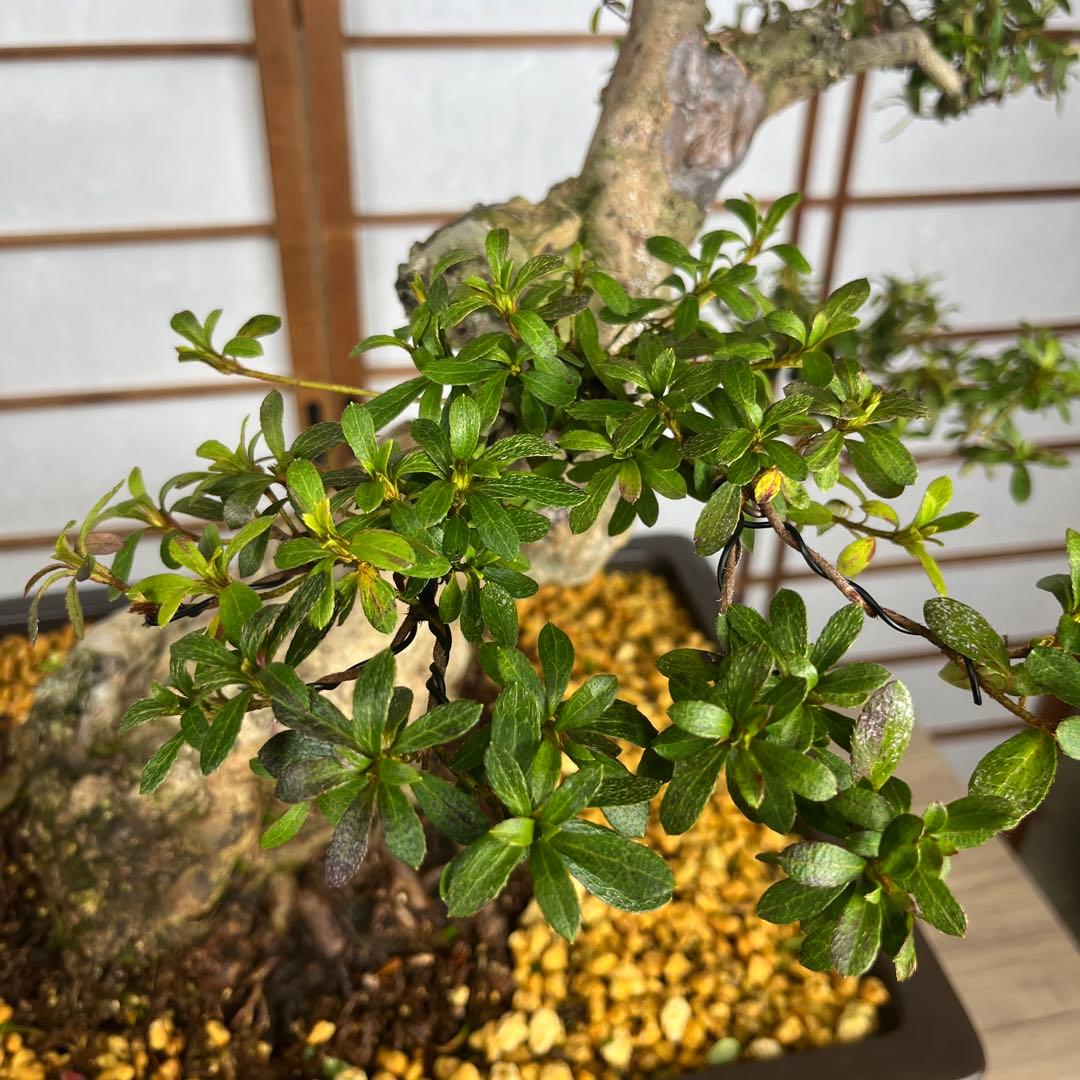 盆栽 素材目立った傷や汚れなし