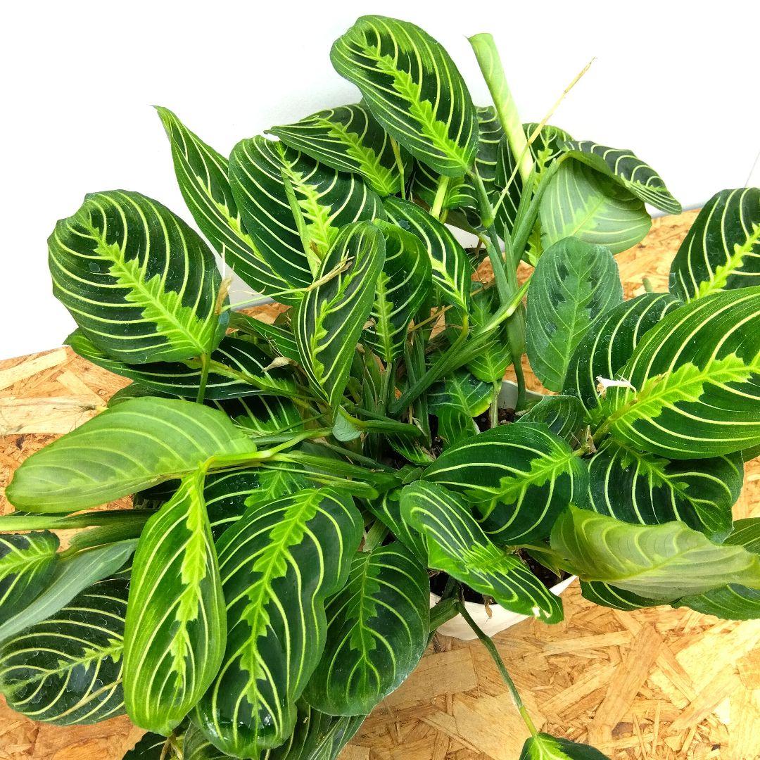 観葉植物