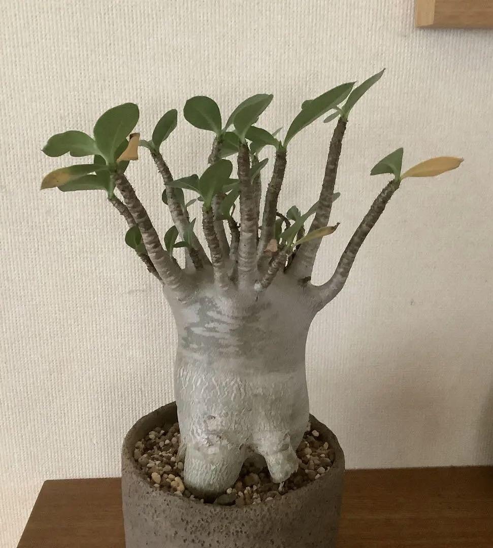 アデニウム アラビカム ノム ソッ ドク ドォク