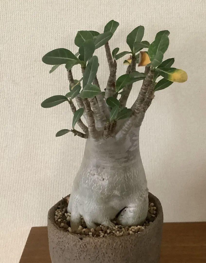 アデニウム アラビカム ノム ソッ ドク ドォク