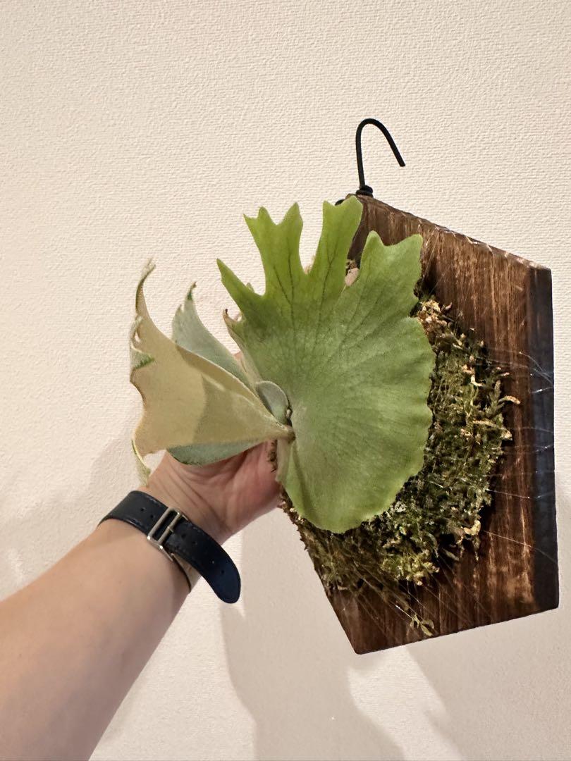P. willinckii '月光' (月光爪哇)