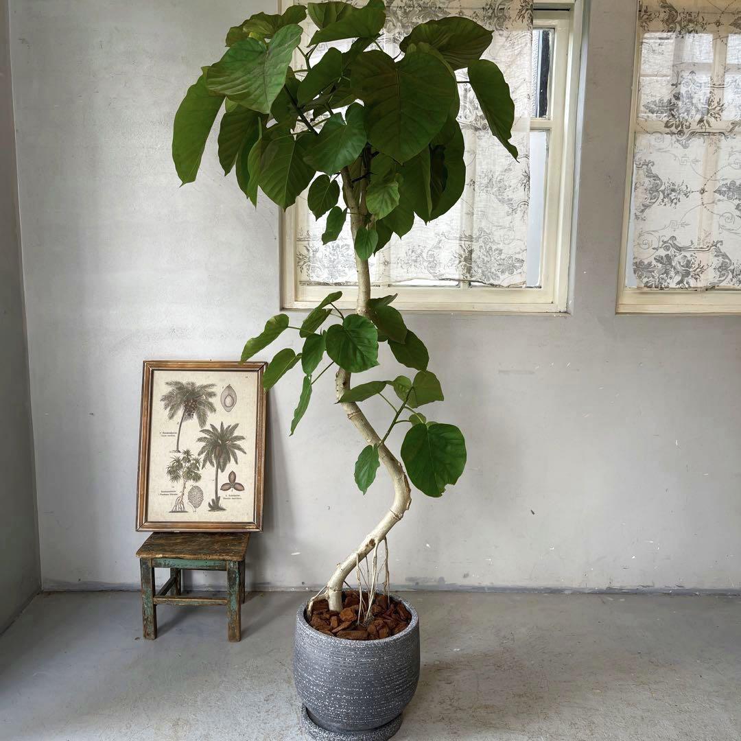 特大　幹太　ウンベラータ　曲がり仕立て　陶器鉢　植え込み発送