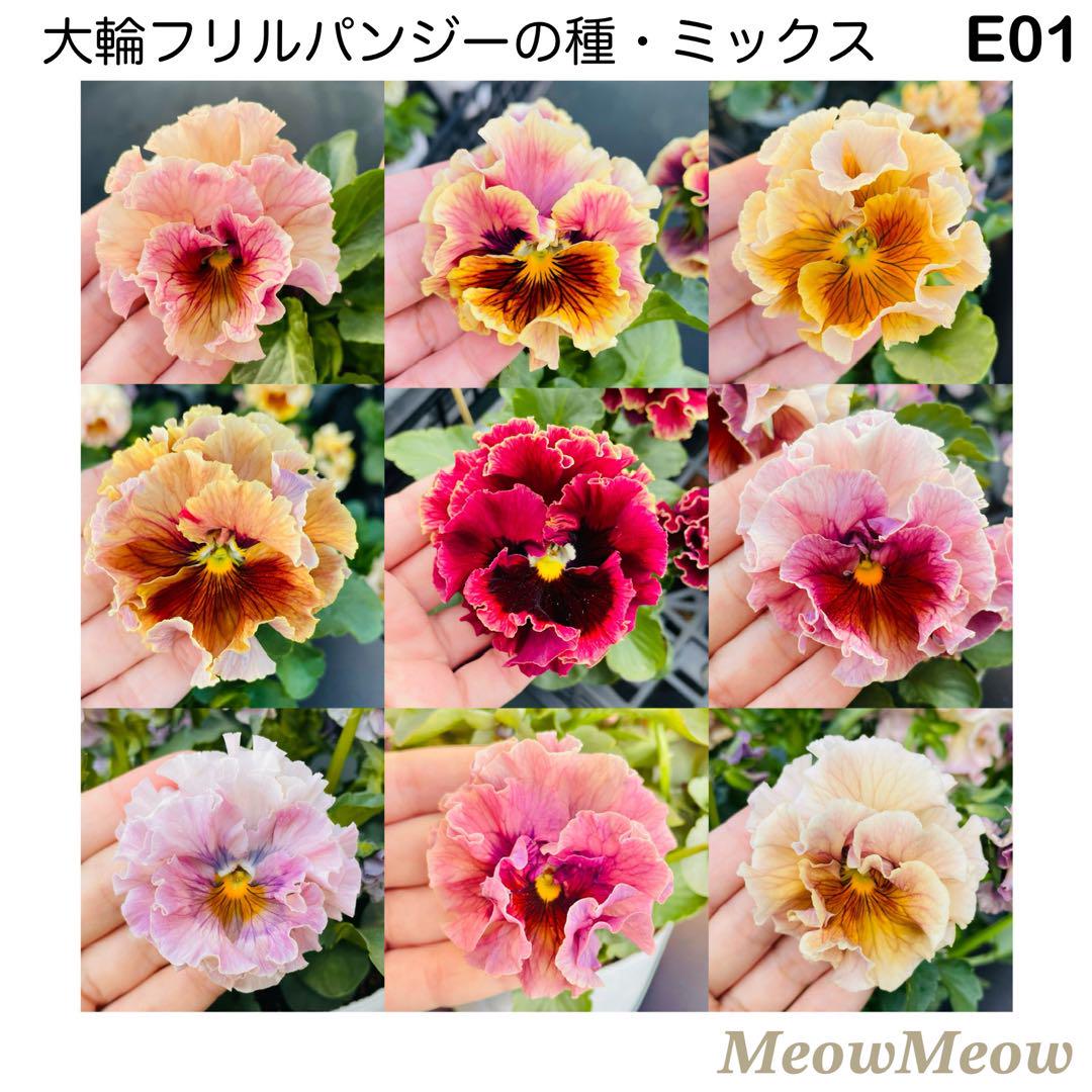 専用‼︎フリルパンジー ⑳ ＊種子100粒 C12】MeowMeow交配・フリルパンジーの種（20粒）の通販 by