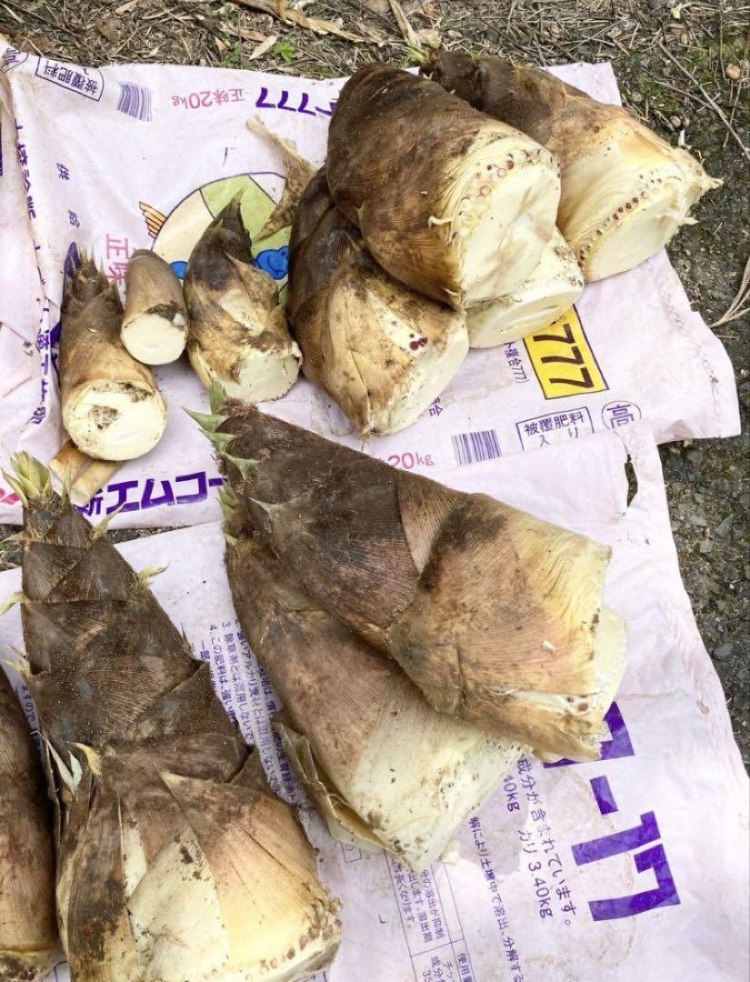 新鮮 たけのこ 15キロ 糠付き 29日収穫 即発送 たけのこ 15kg 掘りたて 糠付 香川県産 - メルカリ