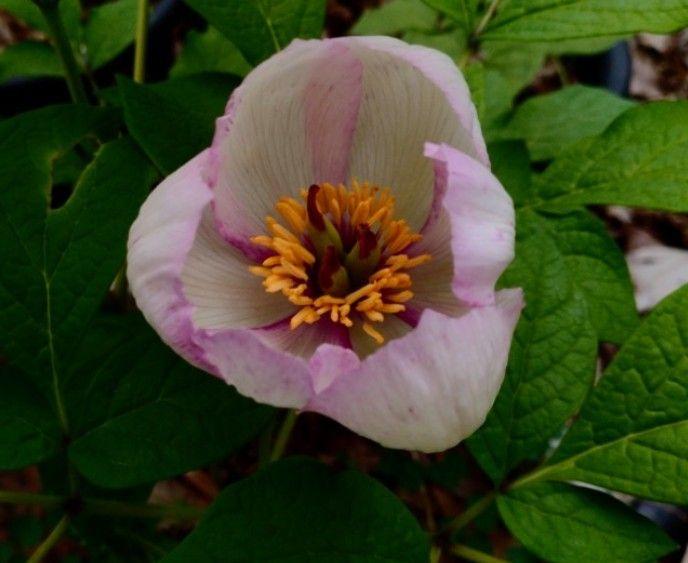 山野草 ヤマシャクヤク（山芍薬、祖谷紅染）、実生3年生、1株