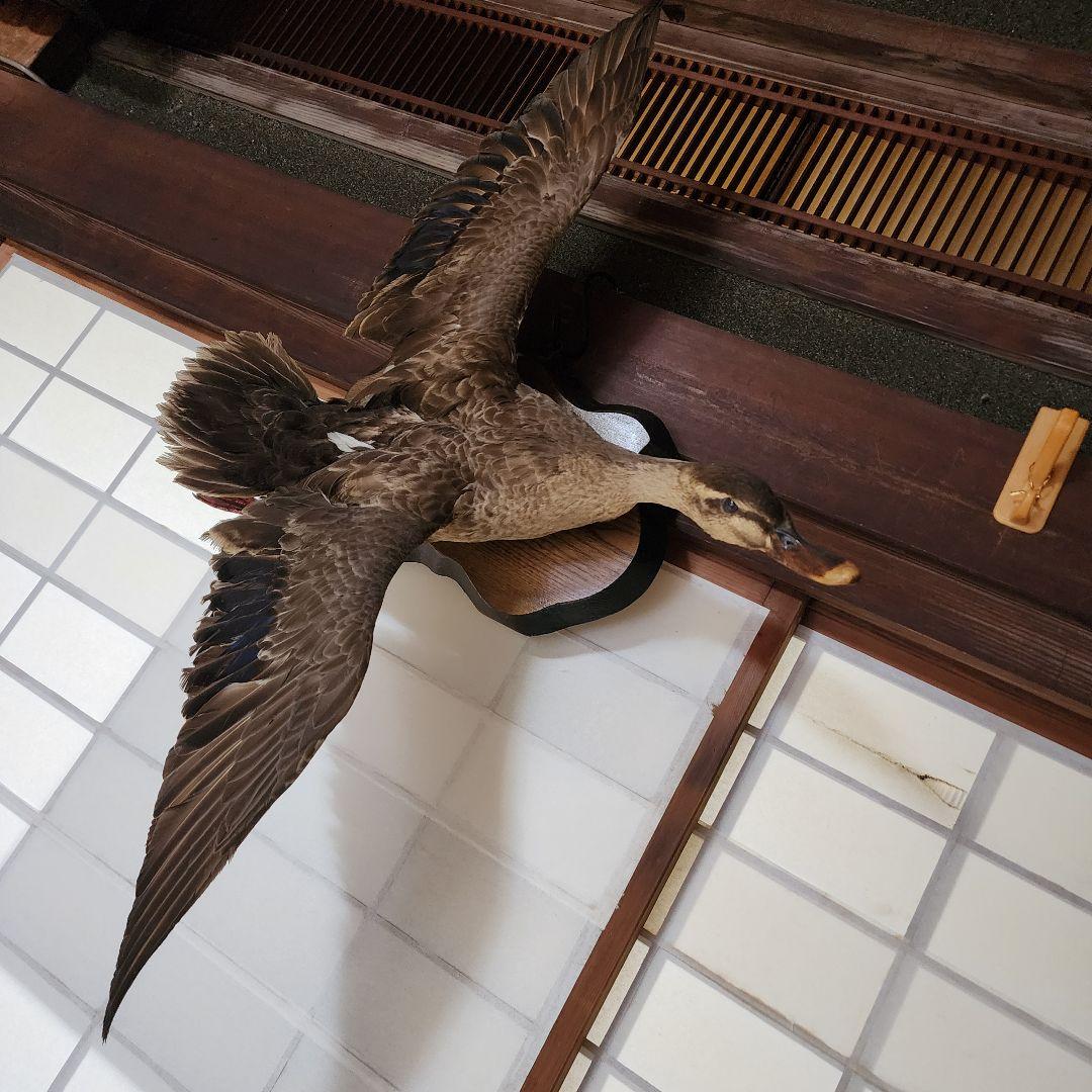 ✟ カルガモの剥製