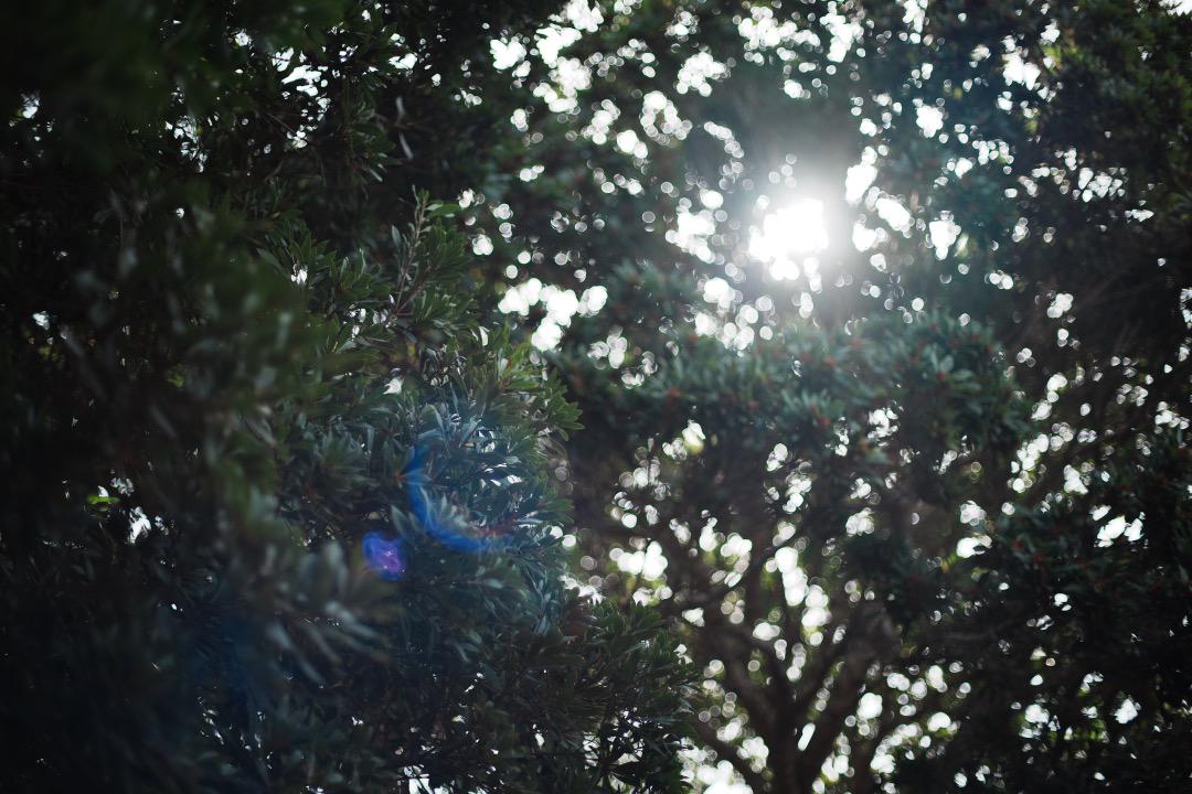 【傑作レンズ】動作◎ Canon New FD 50mm F1.4 199 【傑作レンズ】動作◎ Canon New FD 50mm F1.4 199