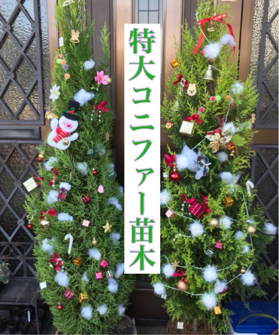 引き取り限定❣️特大‼️コニファー苗木(クリスマスの木)
