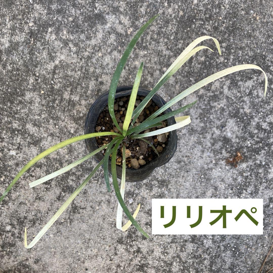 斑入り　ヤブラン　リリオペ ピュアブロンド　抜き苗