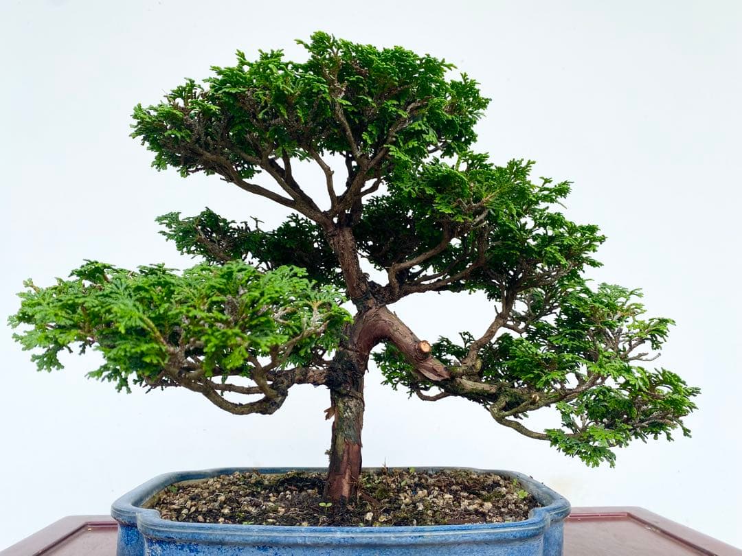 白木盆栽園 津山檜