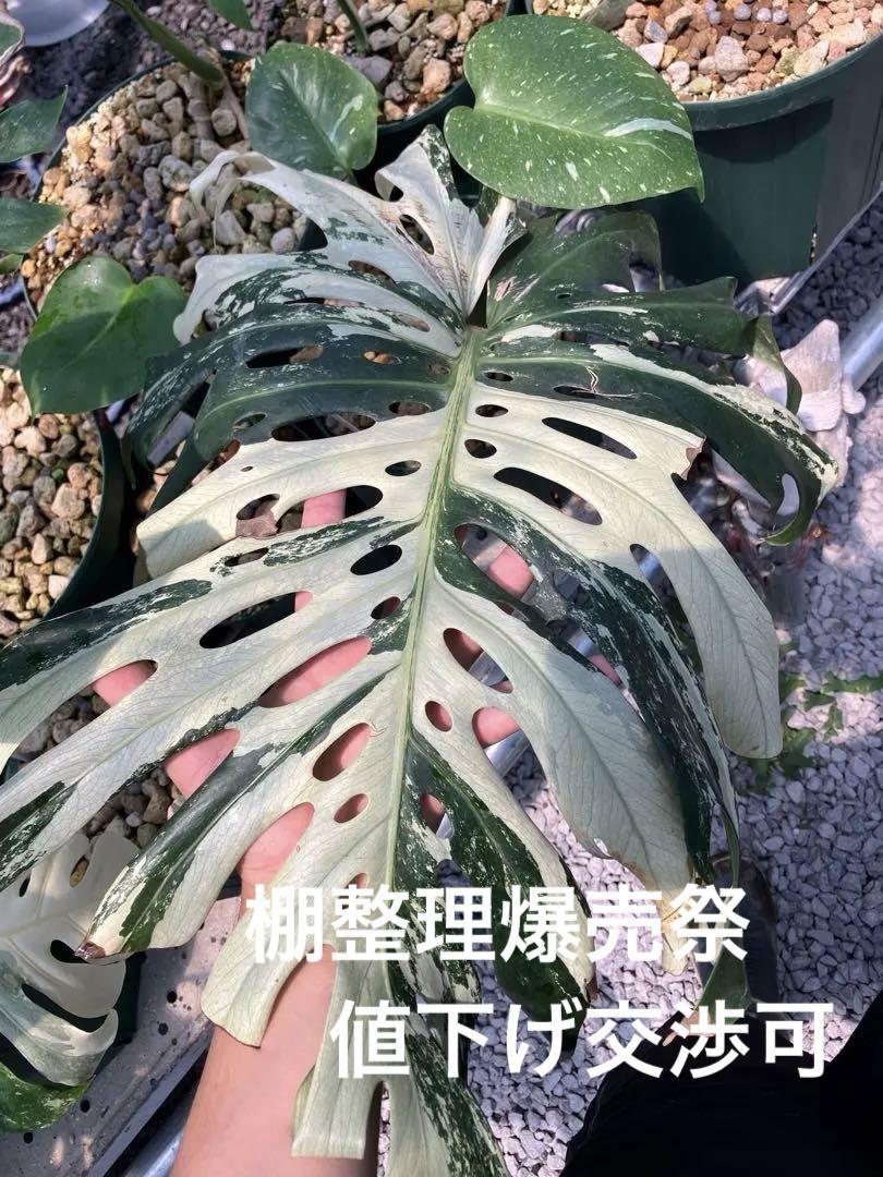 モンステラ24 斑入　シルバーホワイトティアーズ デリシオーサ　多節太茎　発根