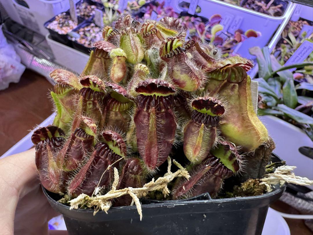 セファロタス食虫植物 セファロタスCephalotus Hummer's Giant