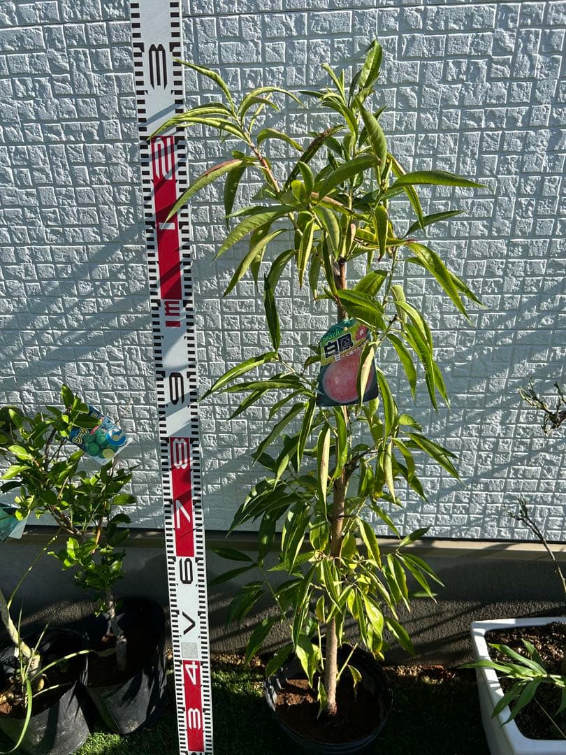白鳳桃 約130cm 植木鉢入り　大株