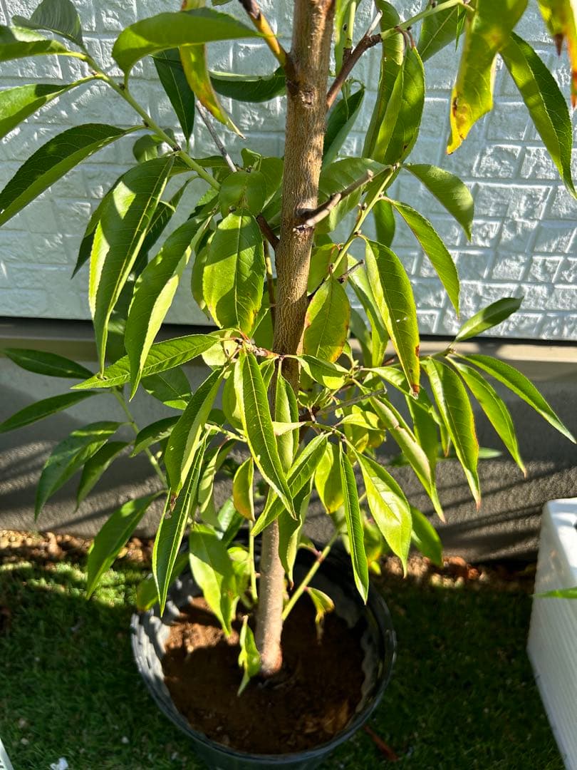 白鳳桃 約130cm 植木鉢入り　大株
