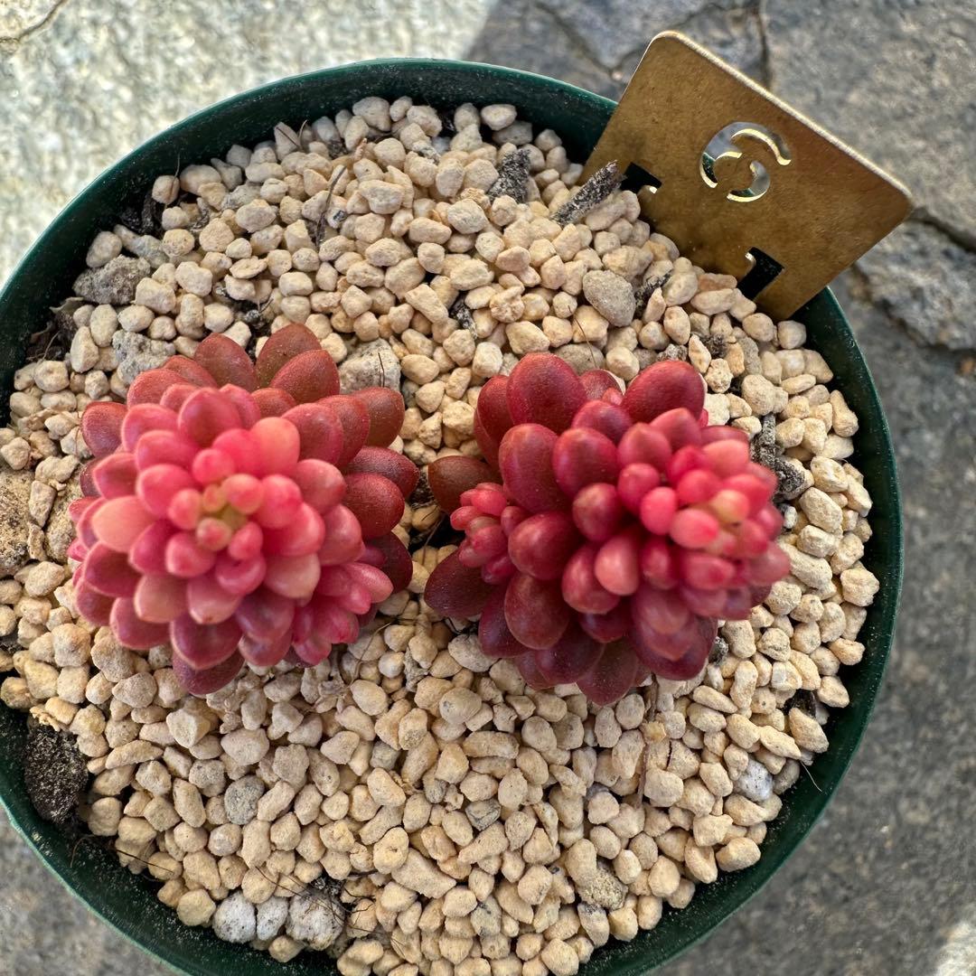 ✾レッドベリー錦 抜き苗 2苗 多肉植物 セダム - メルカリ