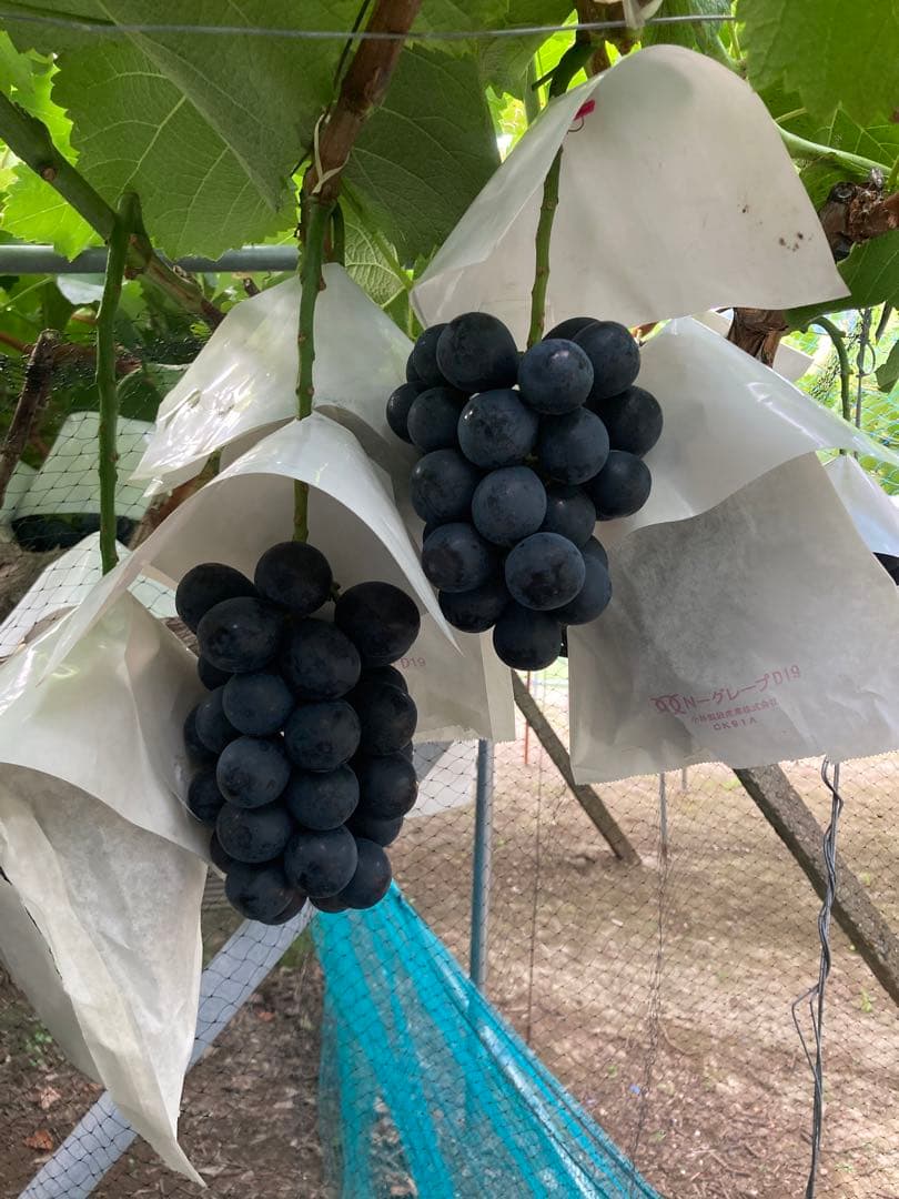 ⑩ 8月27日朝採り午前発送 長野産ナガノパープル 約2.0kg