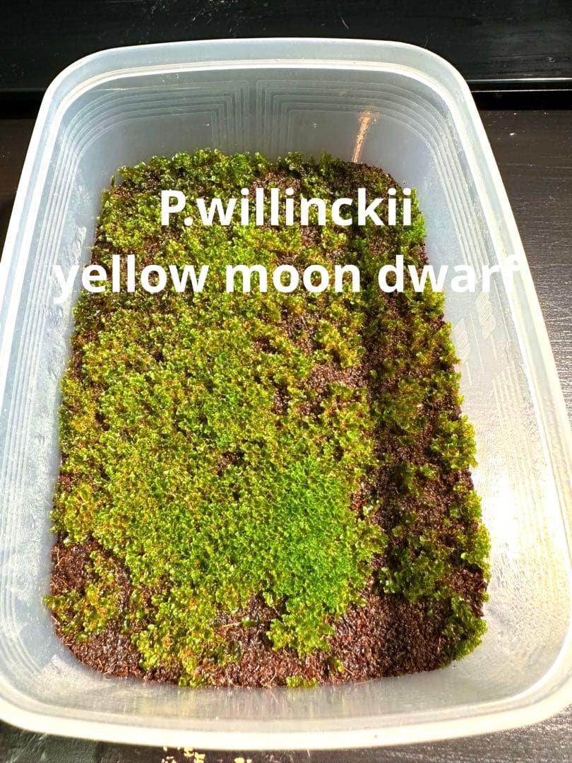 P.willinckii Yellow moon dwarf 前葉体 タッパー