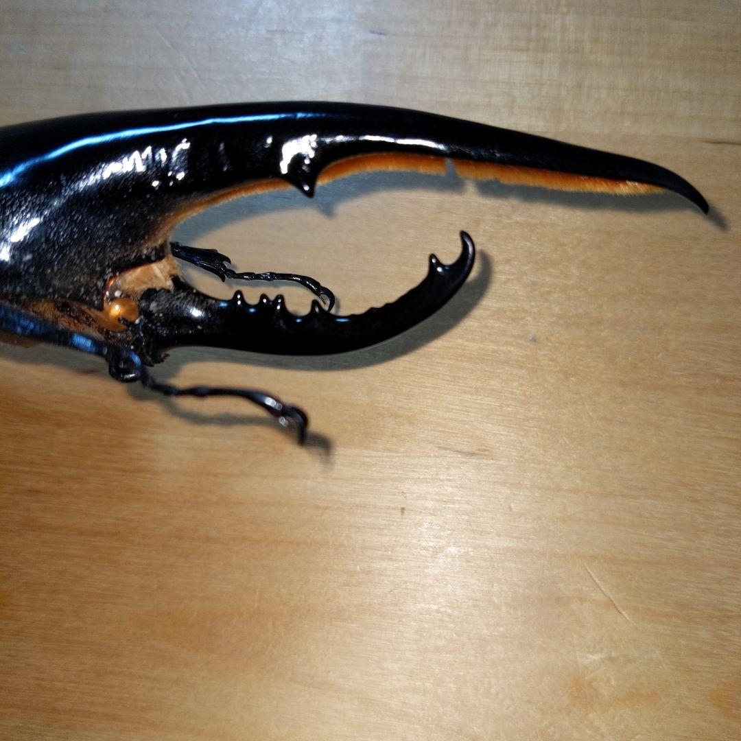 ヘラクレスオオカブト　標本