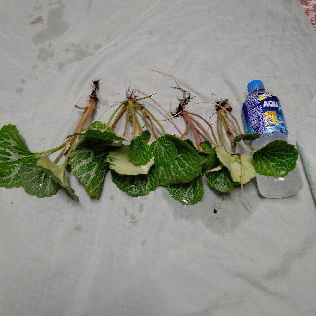 ちゃ~ちゃん様専用です♤ユキノシタ お庭の隅にひっそりと 込み200g