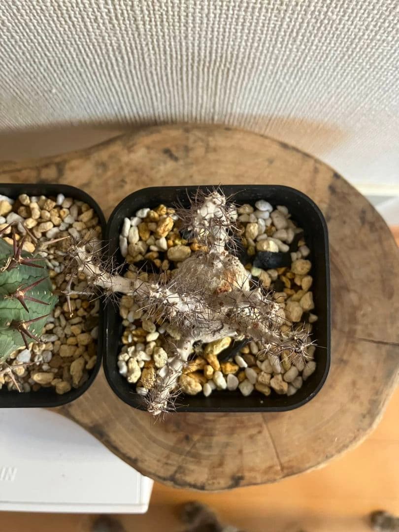 3鉢セットやや傷や汚れあり