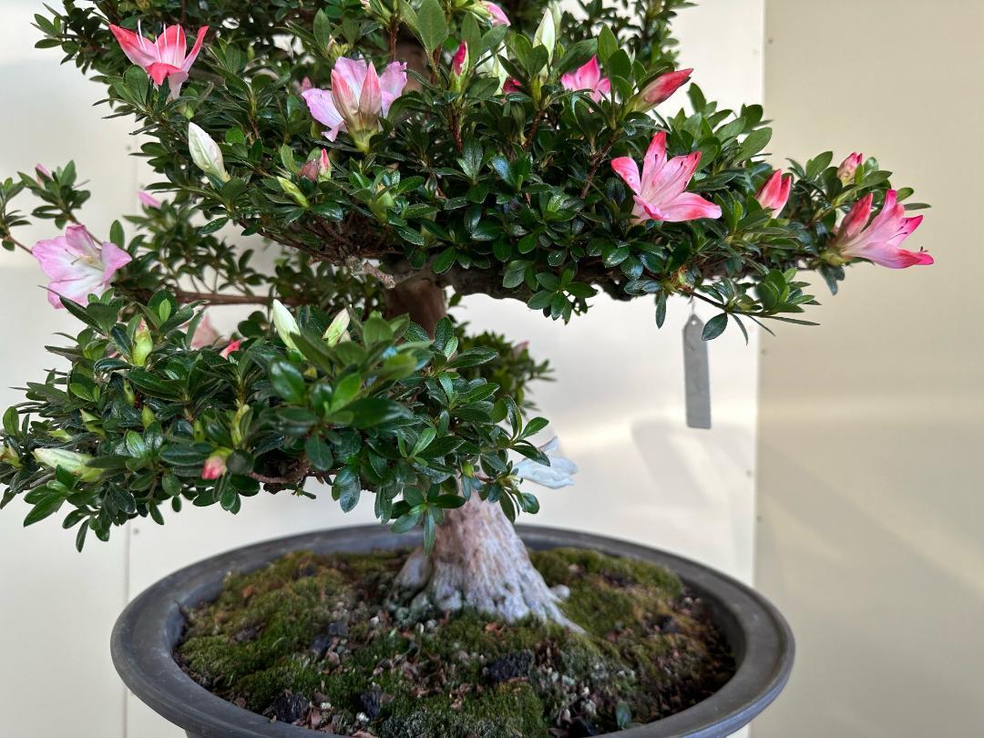 皐月 煌陽 ※花終わり 樹高32cm 中品盆栽 盆養木 花物 綺麗な花 皐月 煌陽 花終わり 樹高32cm 中品盆栽 盆養木 花物 綺麗な花