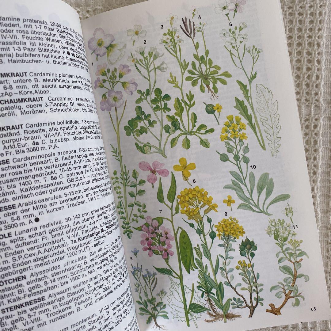 洋書 アンティーク ヨーロッパの植物図鑑 アンティーク