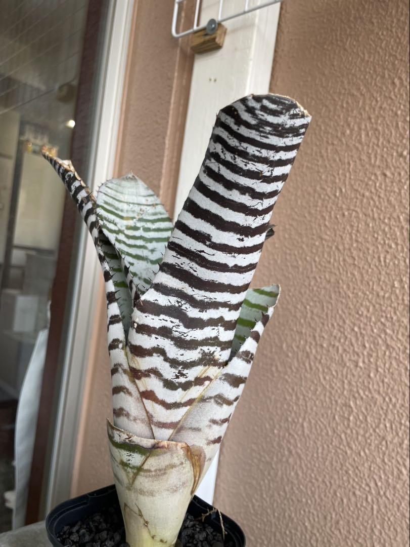 【バンジャールt.f】エクメア プロメリア 観葉植物