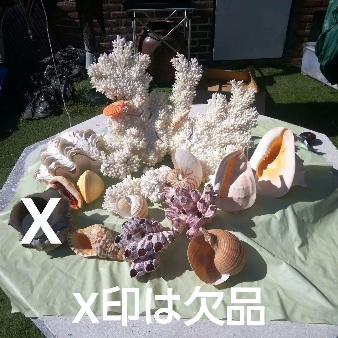 天然超大型サンゴその他おまけ