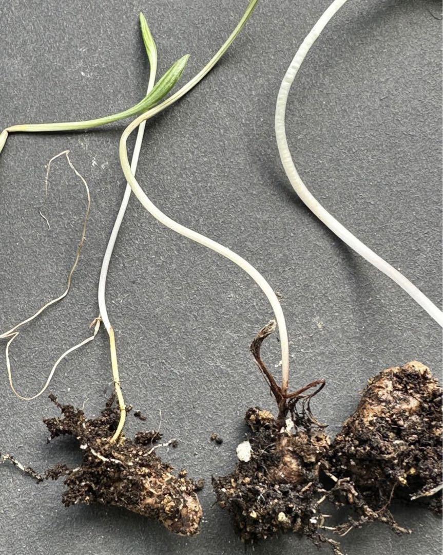希少種 エリオスペルマム 波動霧氷玉 Eriospermum undulatum