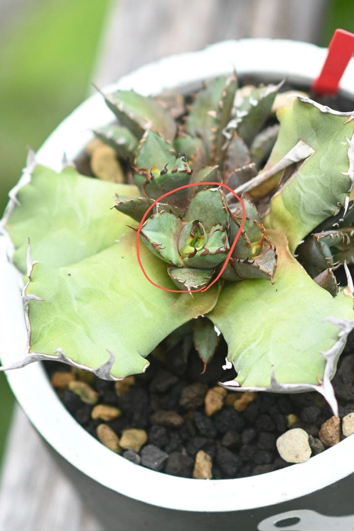 オテロイ 台湾株 天芽