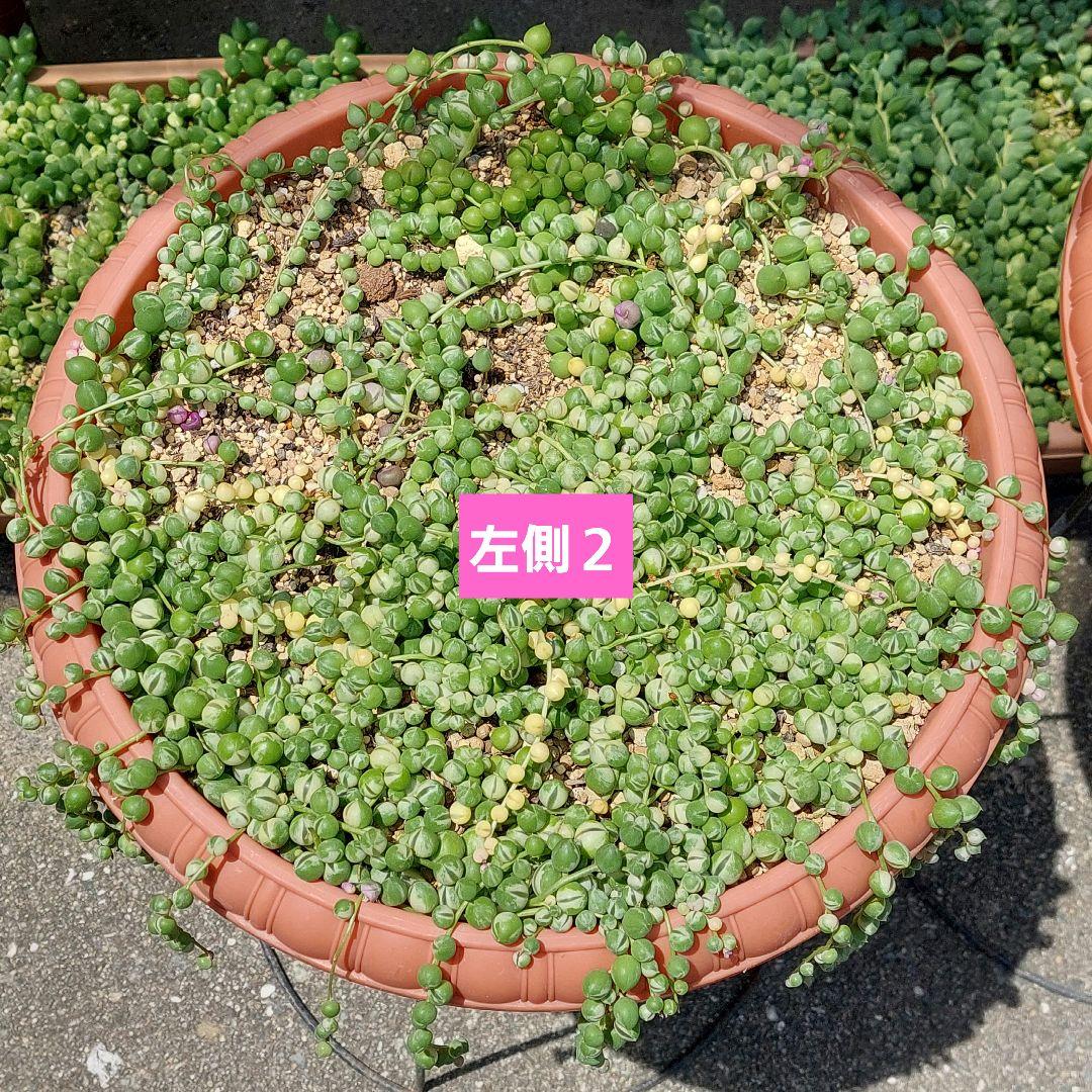 ❣️いちご·͜·ᰔᩚみるく❣️斑入りグリーンネックレス❣️