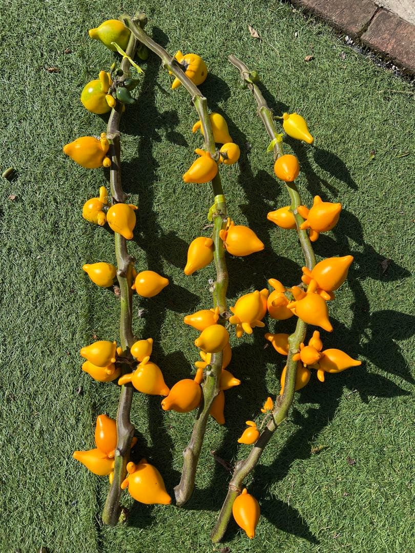 フォックスフェイス カナリアナス