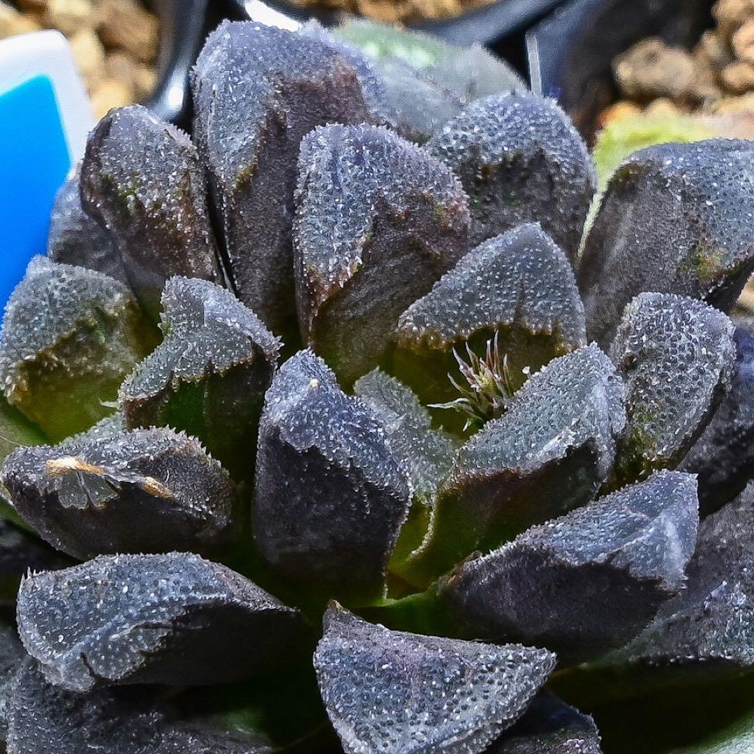 ハオルチア ホワイトローズ