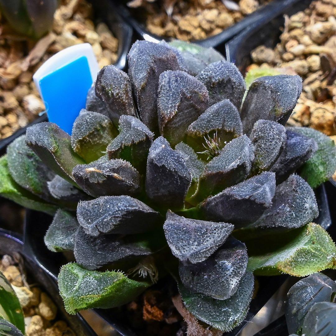 ハオルチア ホワイトローズ 人気・おすすめ｜省スペース・毎日使える向け 今だけセール 翌日配送 日本正規品・返品対応可能