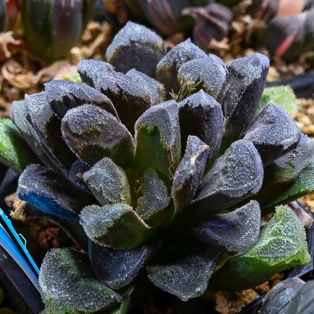 ハオルチア ホワイトローズ 人気・おすすめ｜省スペース・毎日使える向け 今だけセール 翌日配送 日本正規品・返品対応可能