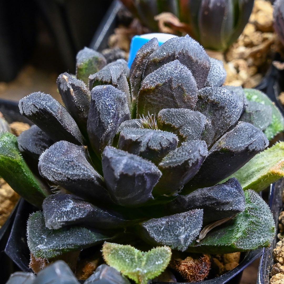 ハオルチア ホワイトローズ 人気・おすすめ｜省スペース・毎日使える向け 今だけセール 翌日配送 日本正規品・返品対応可能