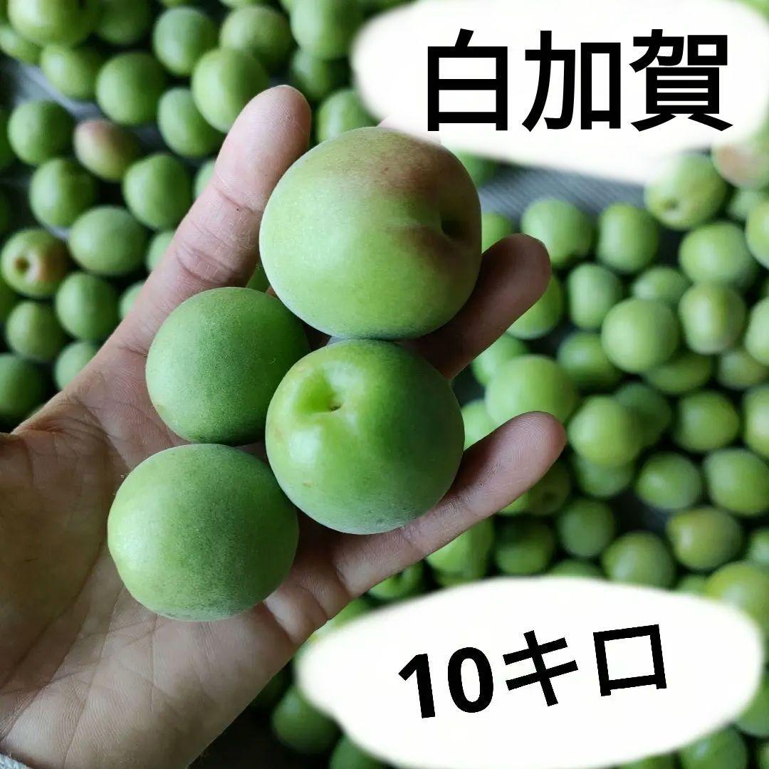 ♥️♥️♥️♥️最終日セール♥️♥️♥️♥️白加賀　10キロМから2L