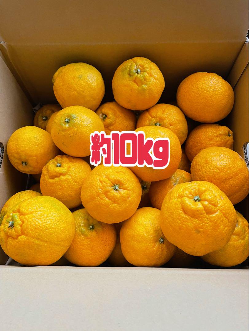 zz初物　熊本　デコポン　肥の豊　約10kg お買い得　家庭用　送料無料