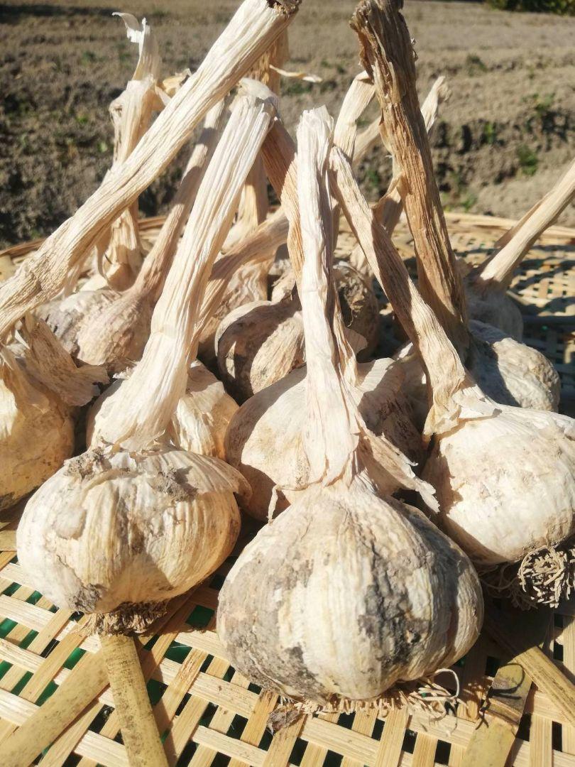 送料無料】令和6年度産 無農薬 バラにんにく5kg ニンニク