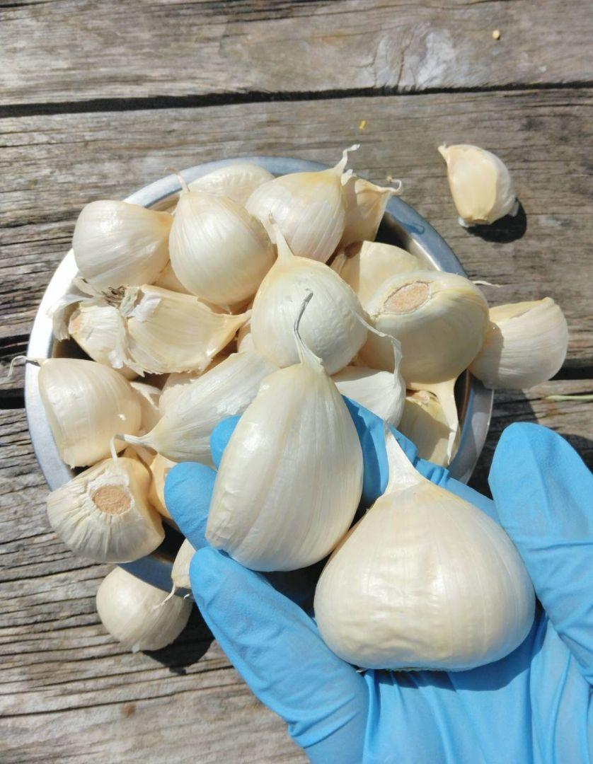 ★しま様★　青森県産　福地ホワイト　にんにく　3kg　送料無料