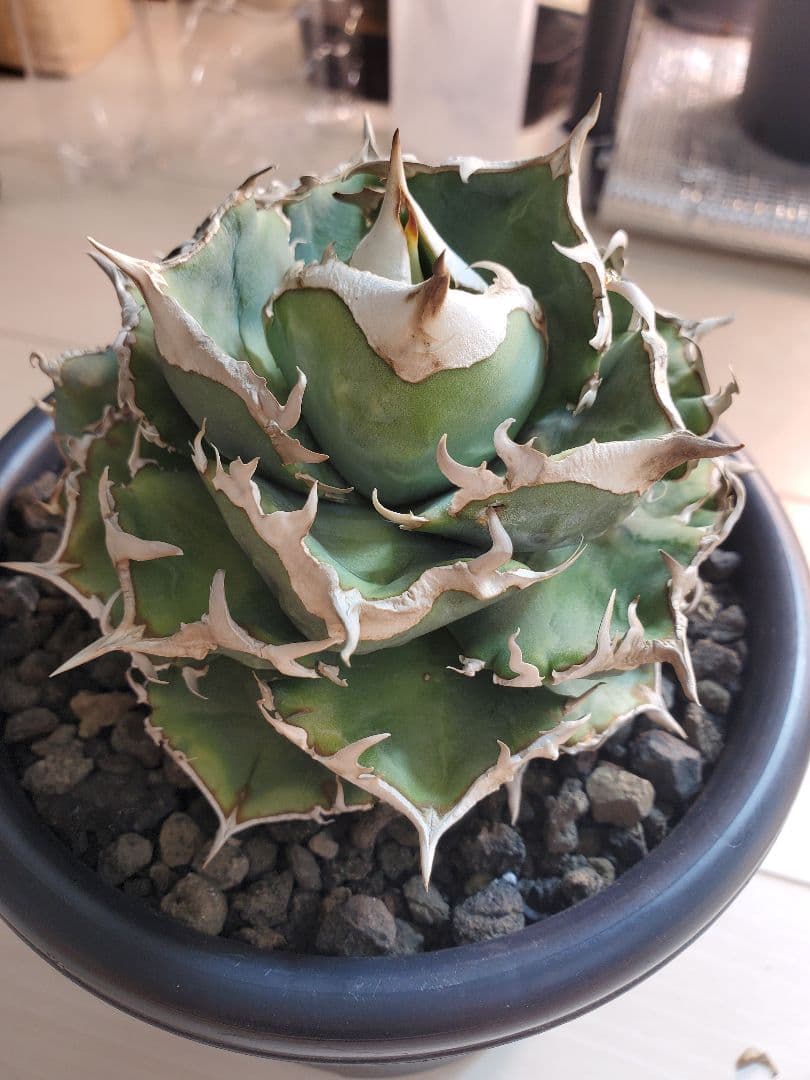 清櫻 ３点セット目立った傷や汚れなし