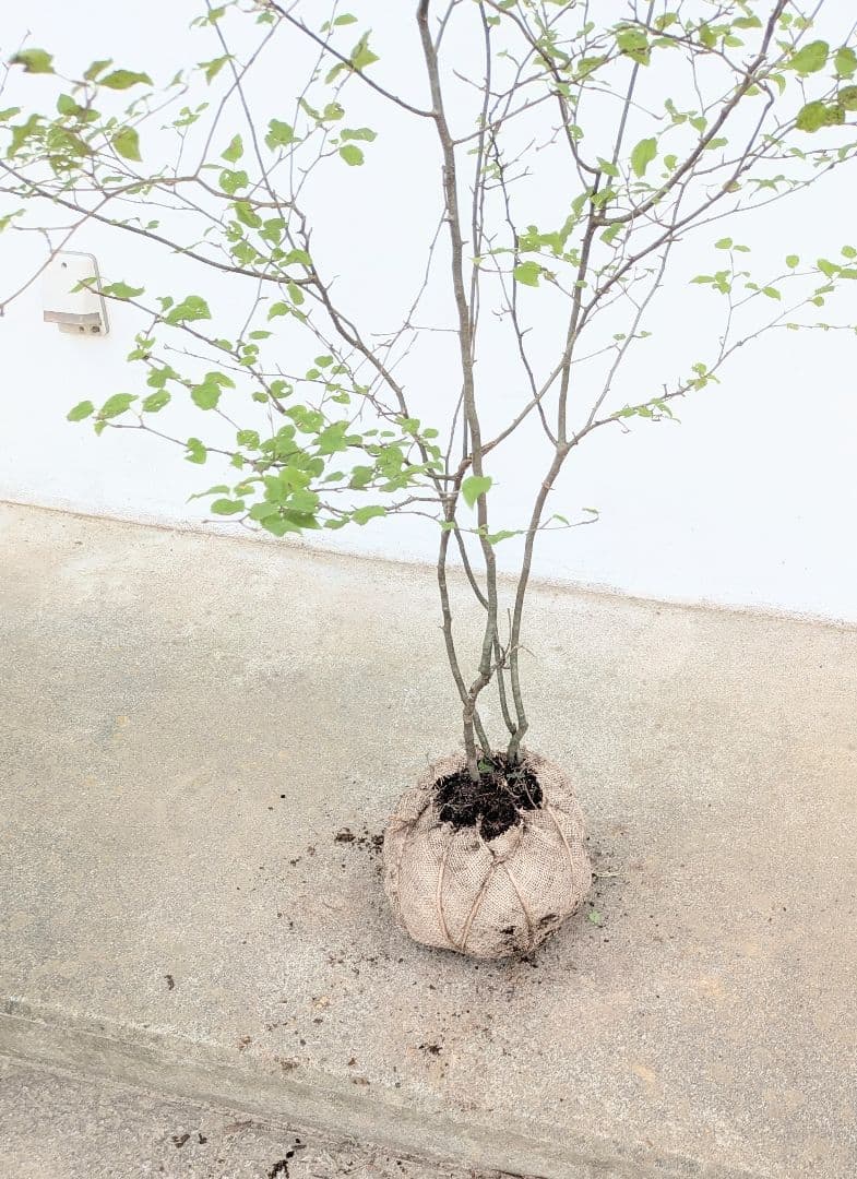 極美。山採りアオハダ。