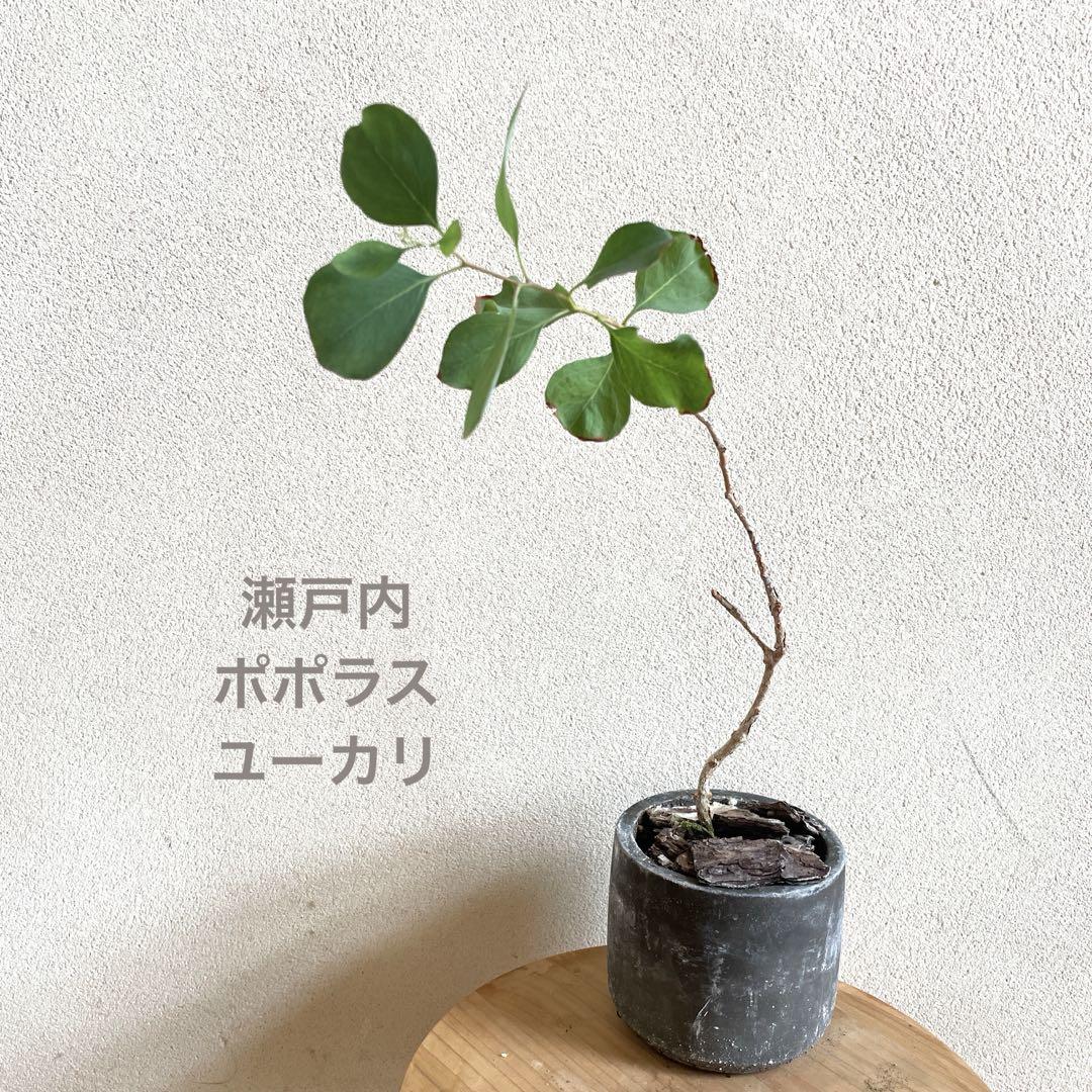 象牙丸錦 カキコ 鉢付きメルカリ便発送( •ω- )☆